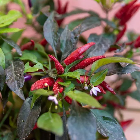 Apartamento Casa Lilla *